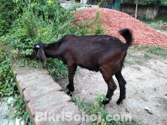 পাঠা ও পাঠি বাচ্চা ছাগল বিক্রি